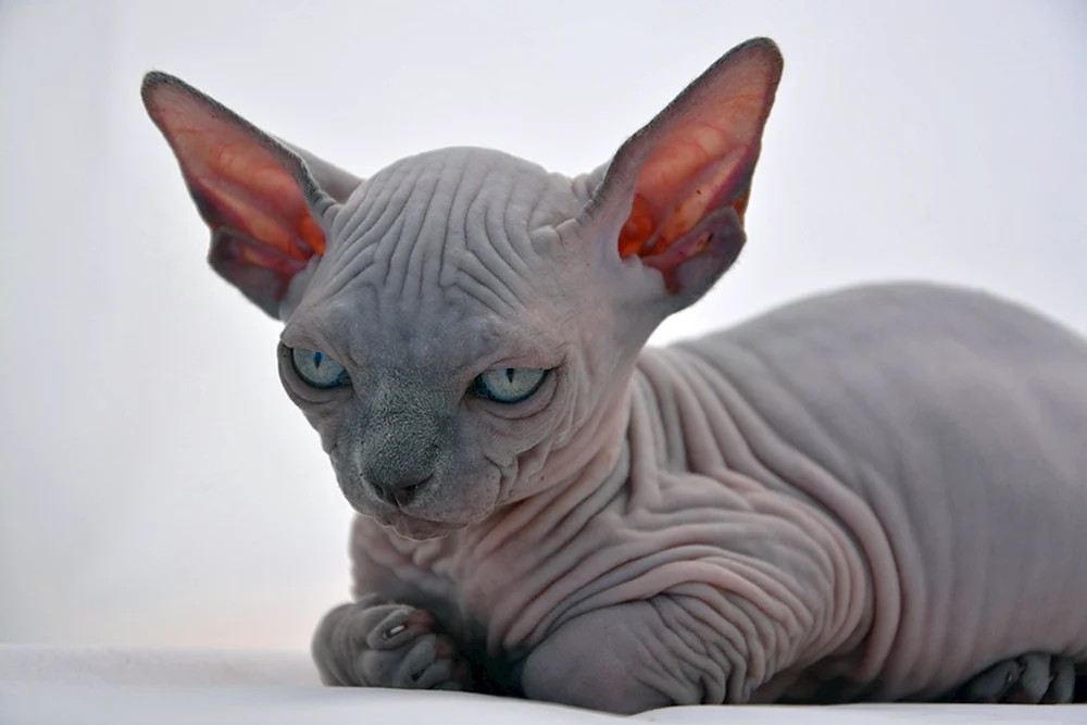 Sphynx-Katzenrasse