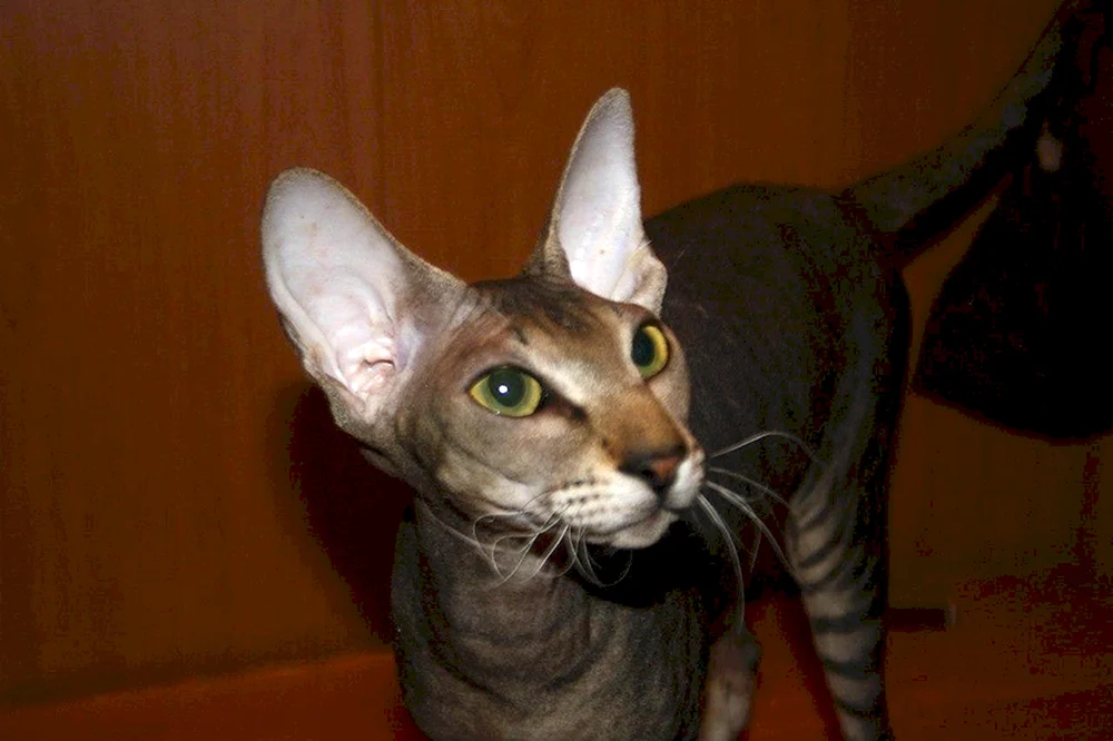 Don Sphynx Straight Shawn Sphynx