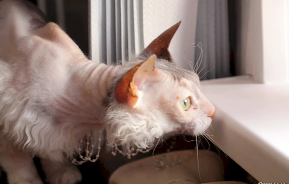 Don Sphynx fluffy
