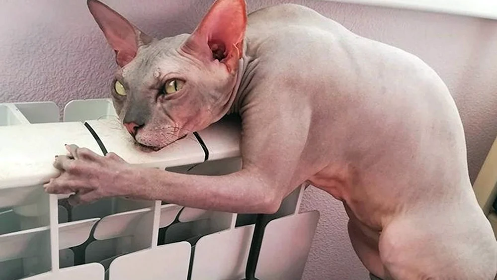 Sphynx Katzen
