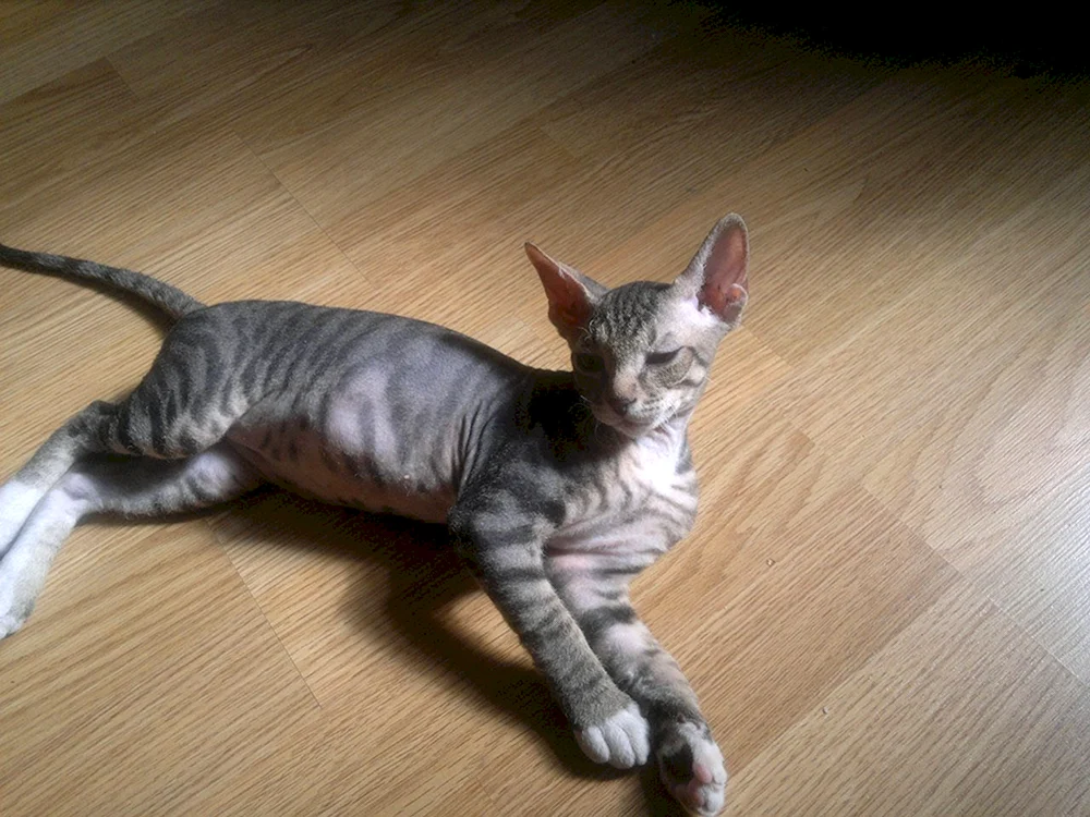 Don Sphynx Velours Pinsel