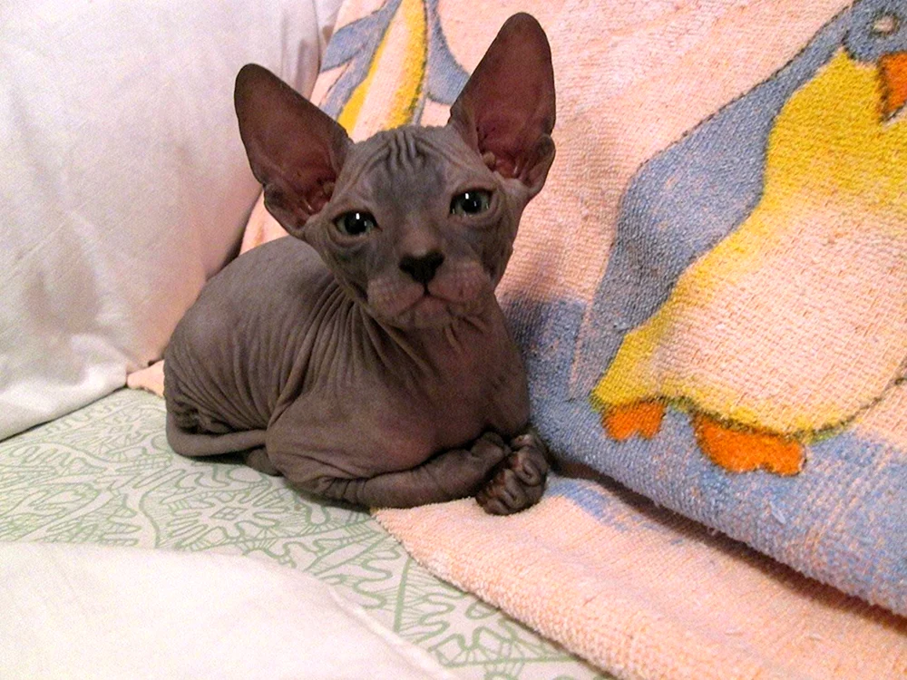 Don Sphynx velour bras