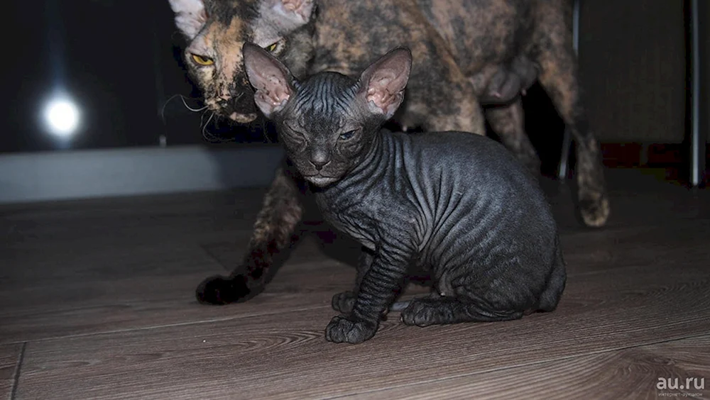 Don Sphynx cat brash
