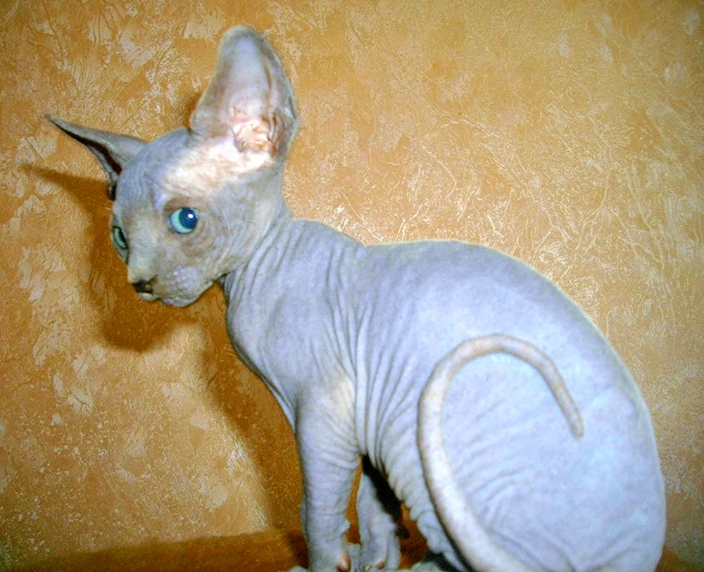 Don Sphynx brash