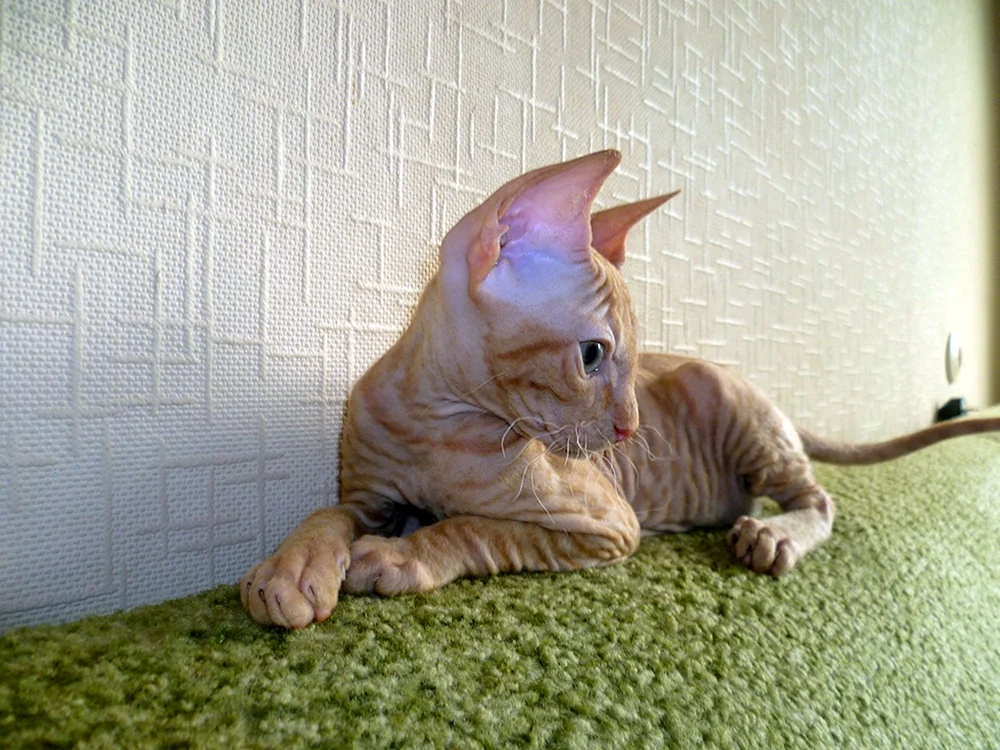 Don sphynx brash