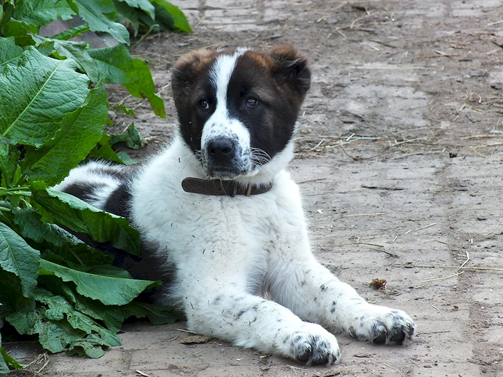 Anzeigentafel Zentralasiatischer Hirtenhund Welpen Ukraine