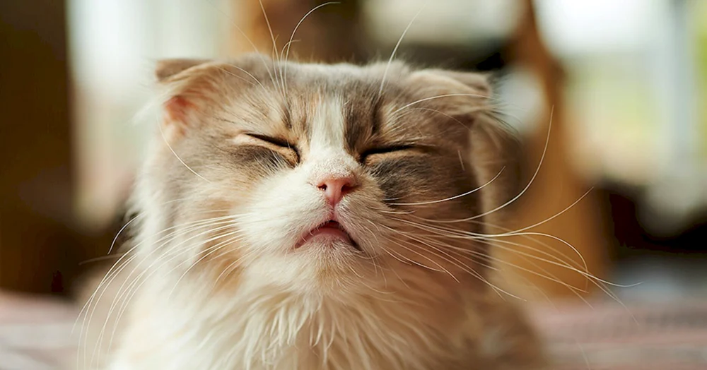 Gesicht Katze