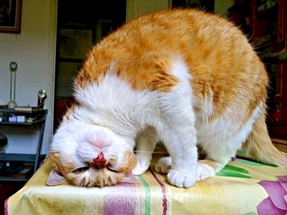 Fette Katze ist voll