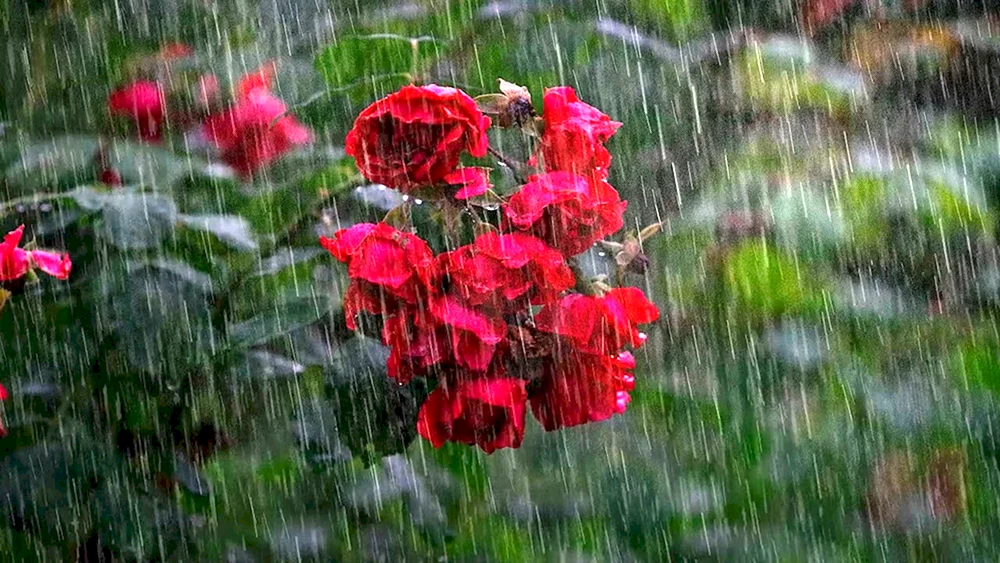 Regen