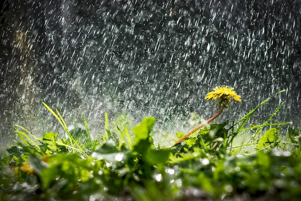 Regen