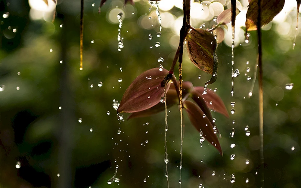 Regen auf Blättern