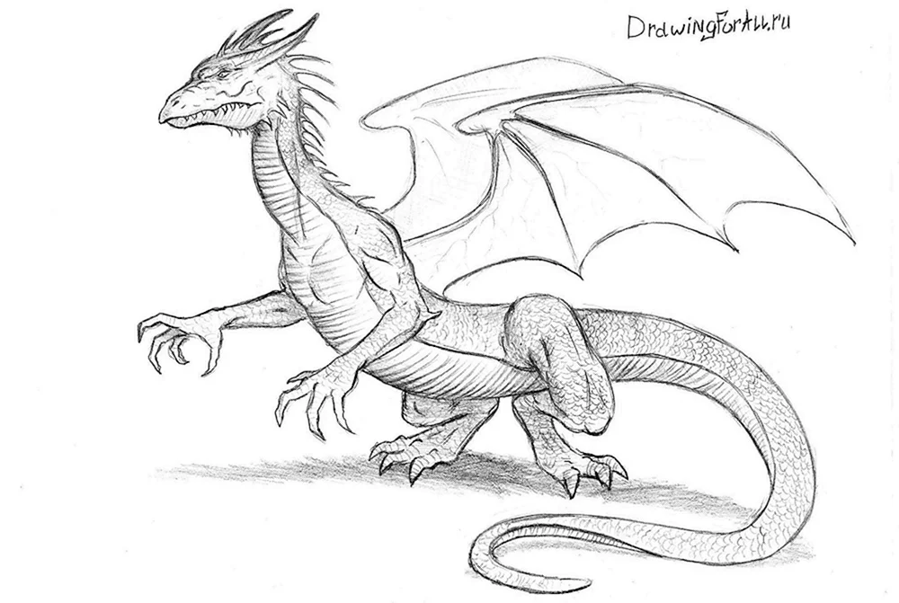 Drachen zum Zeichnen