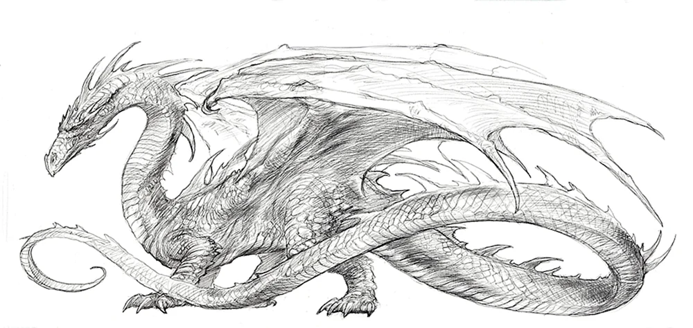 Drachen Bleistiftzeichnung