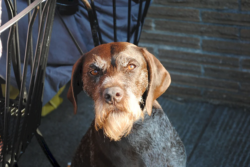 Drathaar Retriever