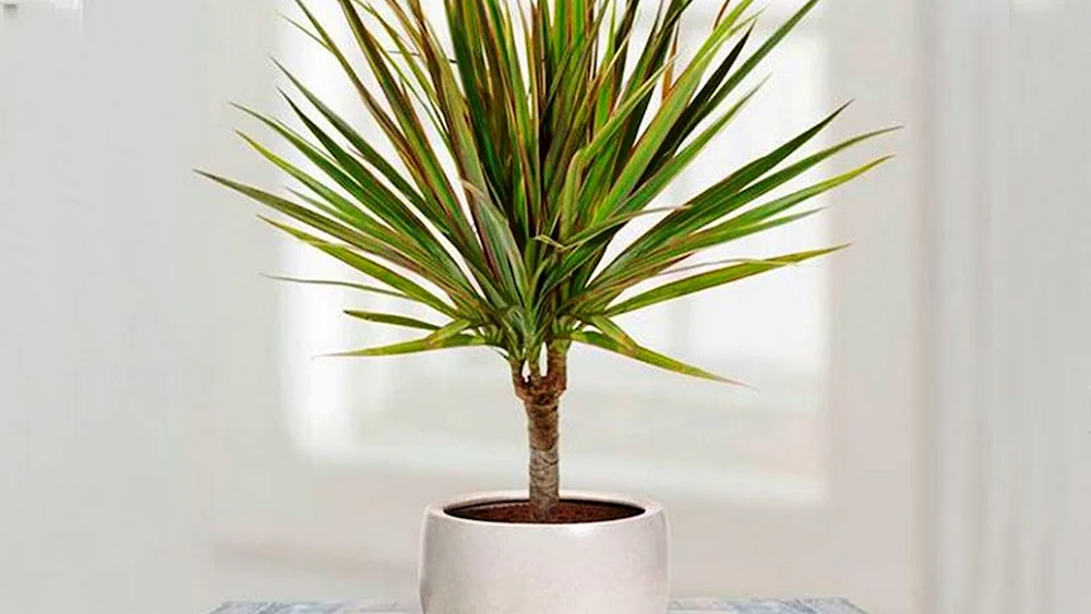 Mädchen auf Palme