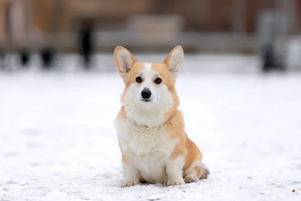 Corgi Ausbildung