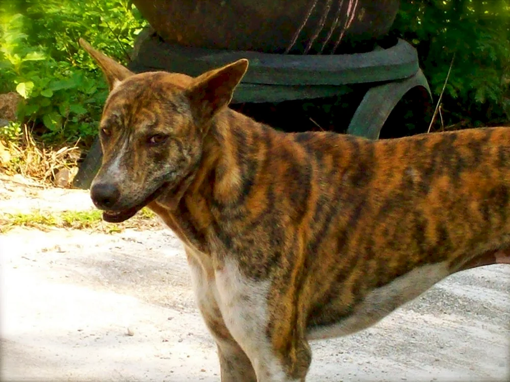 Staffordshire Terrier Tiger