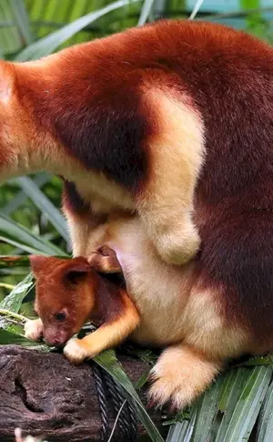 Baumkänguru-Wallaby