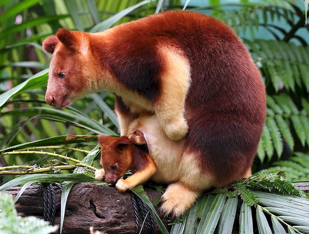 Baumkänguru-Wallaby