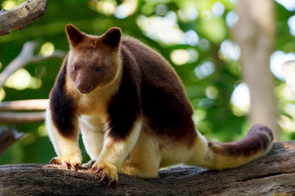 Wallaby-Baumkänguru