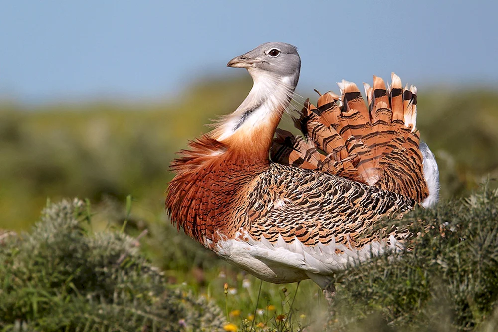 Aquila nipalensis
