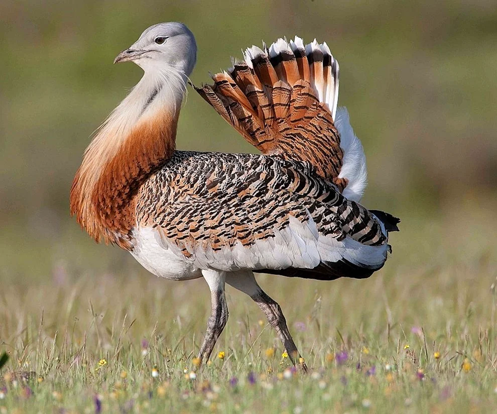 Steppenfauna
