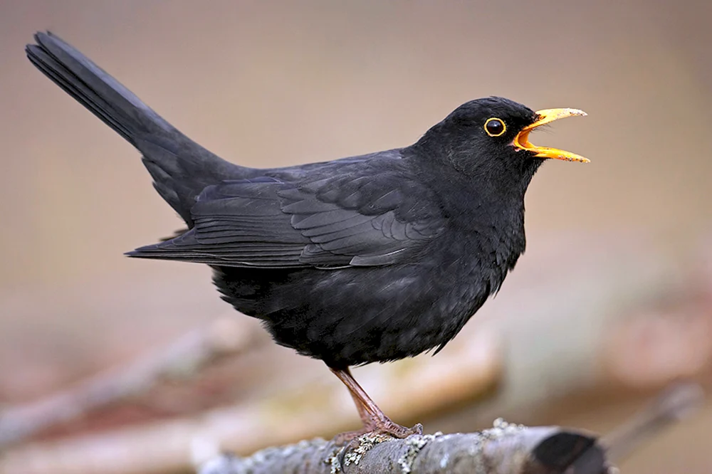 Schwarzdrossel mit schwarzem Schnabel