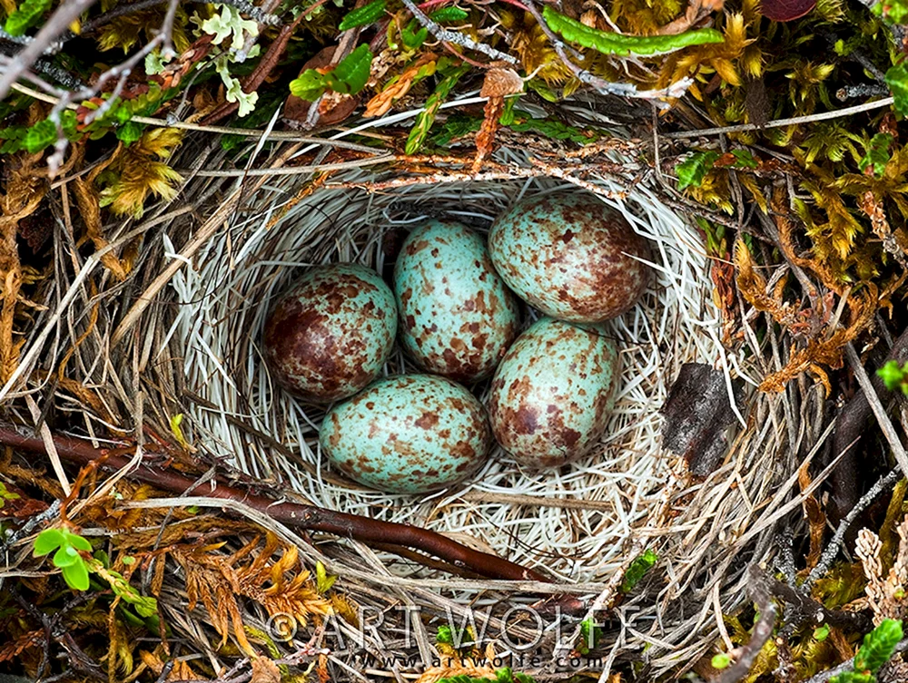 Krausdrossel-Nest