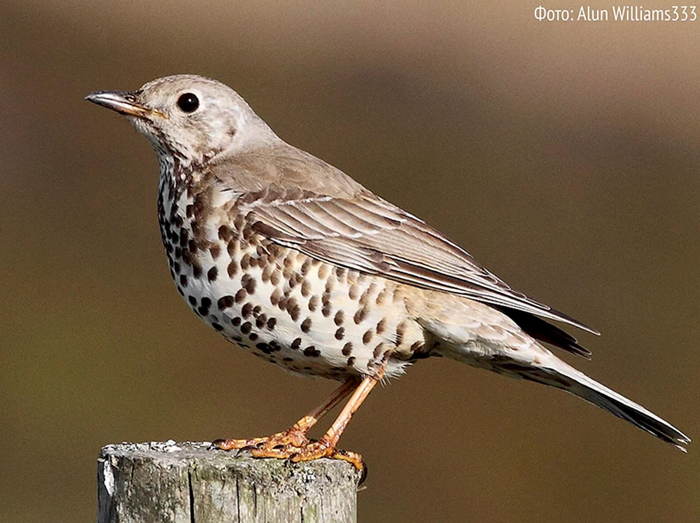 Chibiscuspieper, Vogel des Leningrader Gebiets