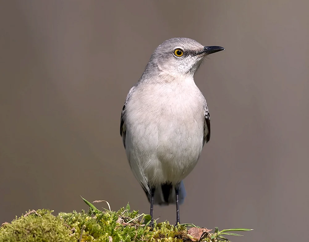 Möwe Spottdrossel