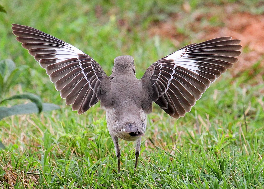 Möwe Spottdrossel