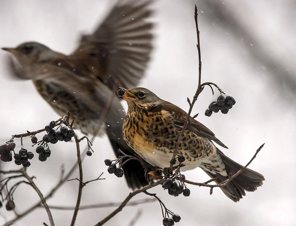 Vögel des Leningrader Gebiets Drossel