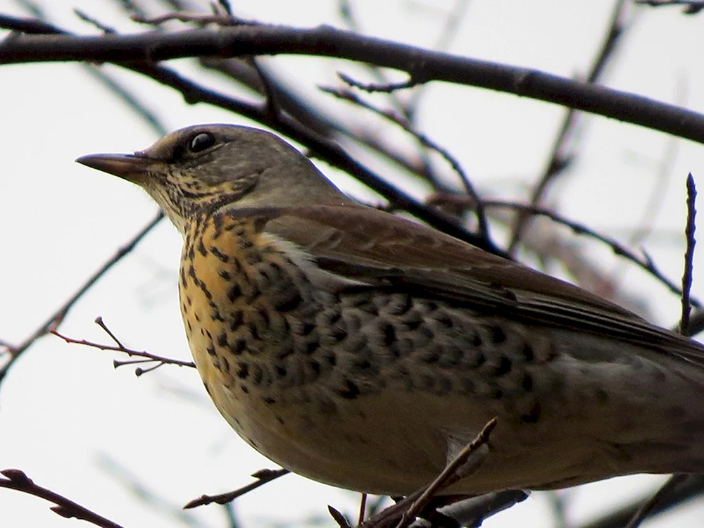 Vögel Westsibiriens Pfeifdrossel