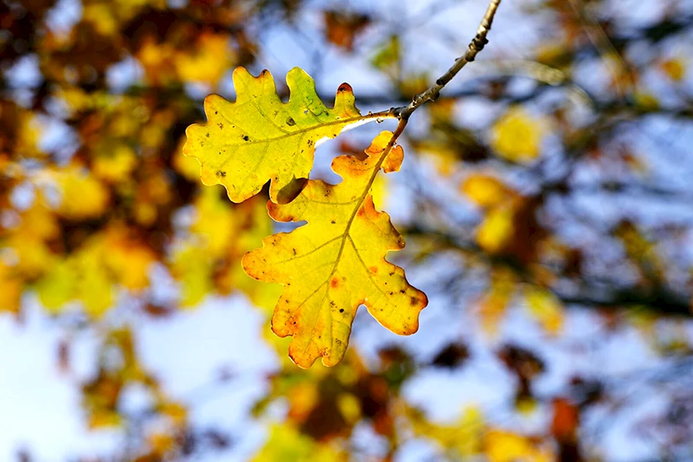 Eichenblatt im Herbst