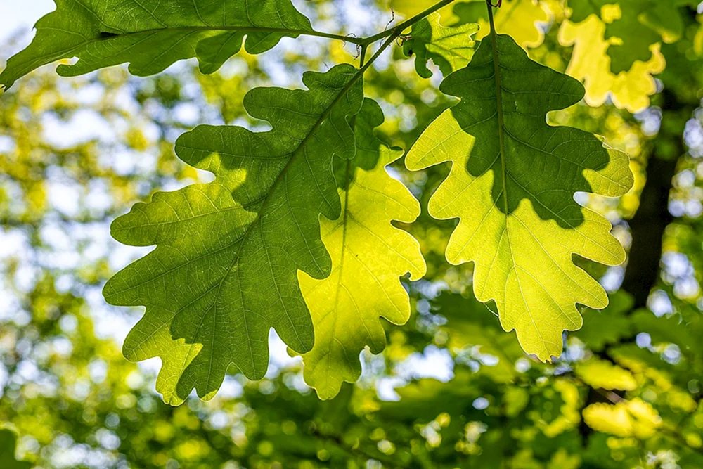 Eichenblatt im Herbst