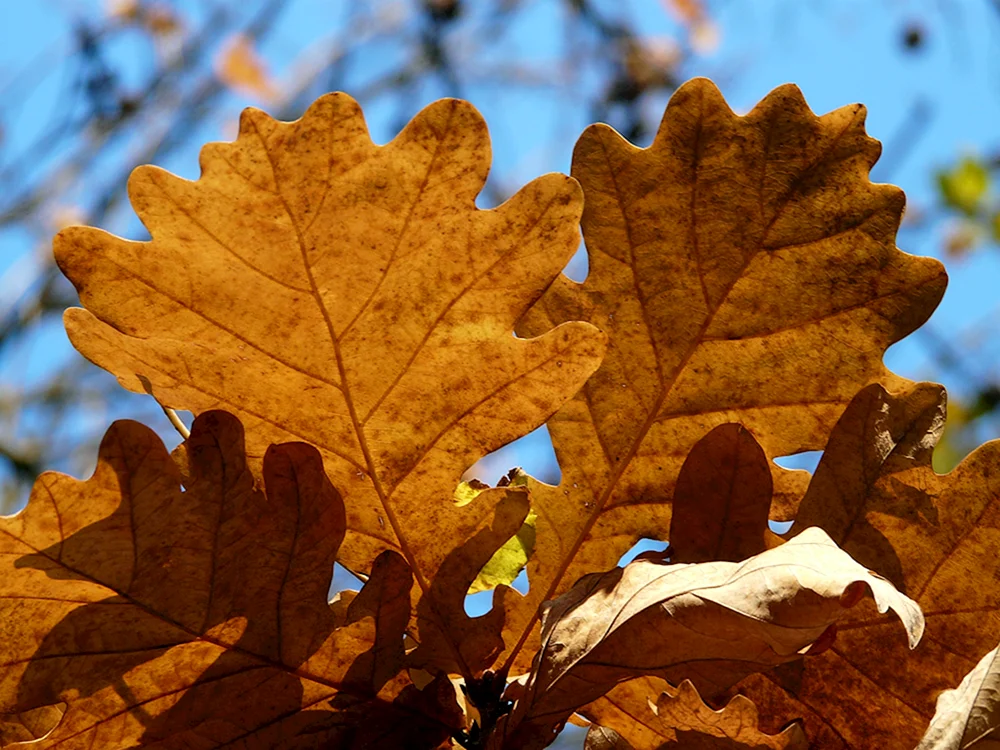 Herbst Eichenblatt