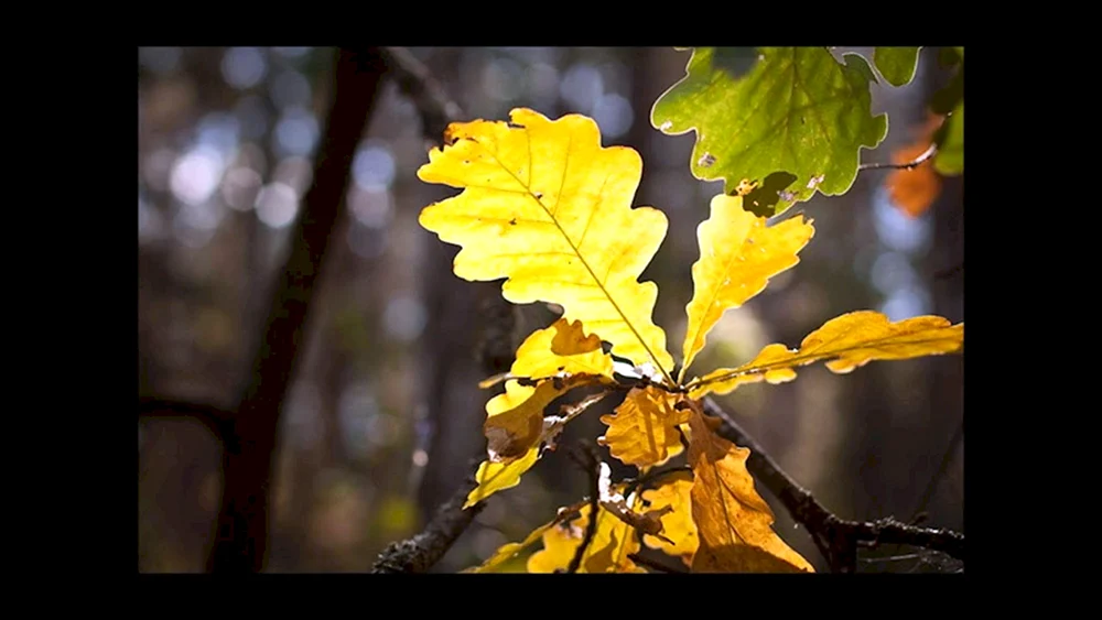 Eichenblatt im Herbst