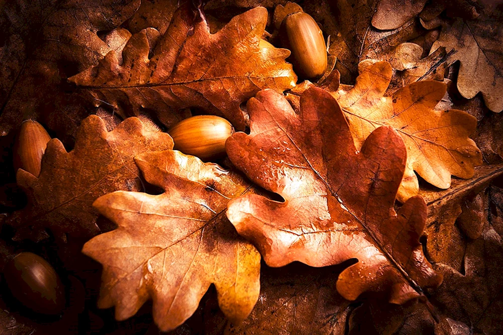 Herbst Eichenblatt