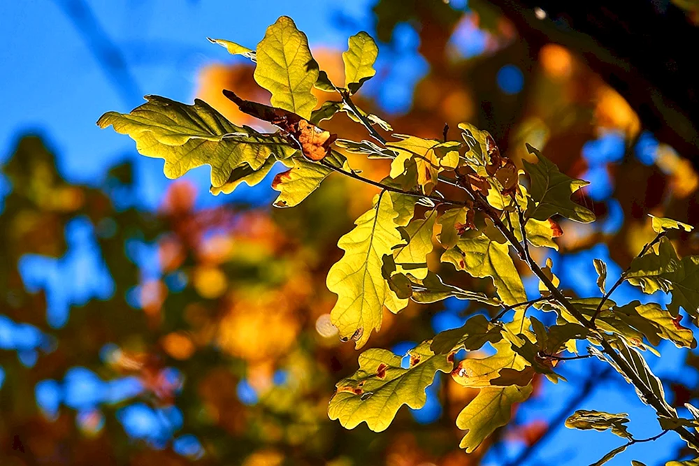 Eichenblatt im Herbst