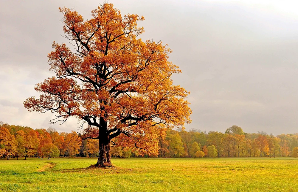 Oktober-Prachtbaum
