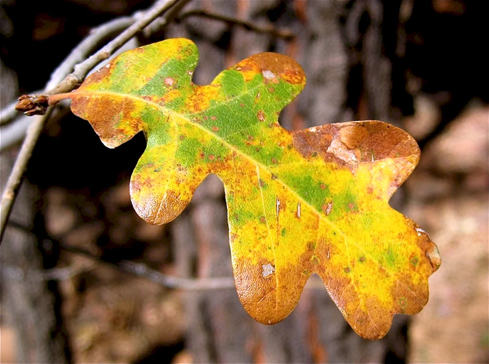 Herbst Eichenblatt