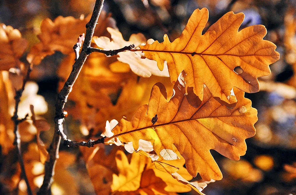 Herbst Eichenblatt
