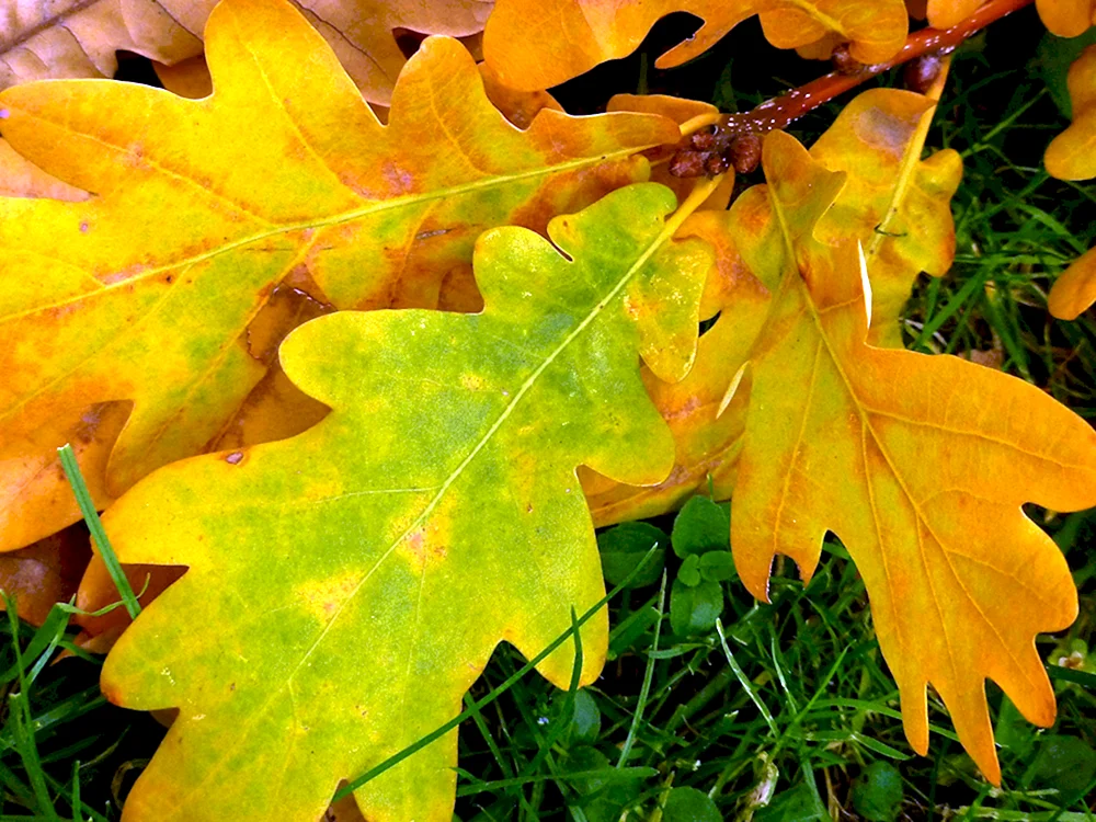 Herbst Eichenblatt