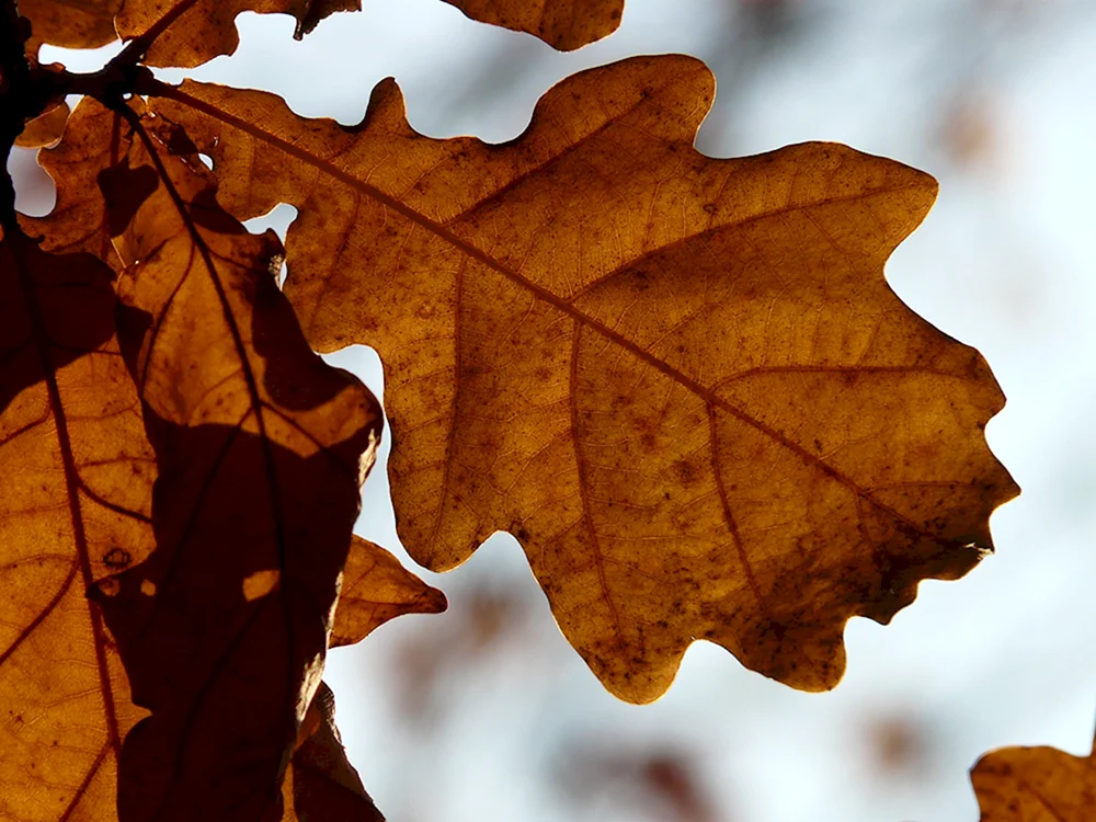Herbst Eichenblatt