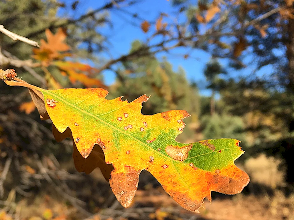 Eichenblatt im Herbst