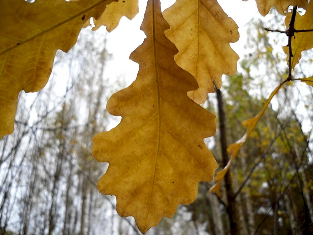 Eichenblatt im Herbst