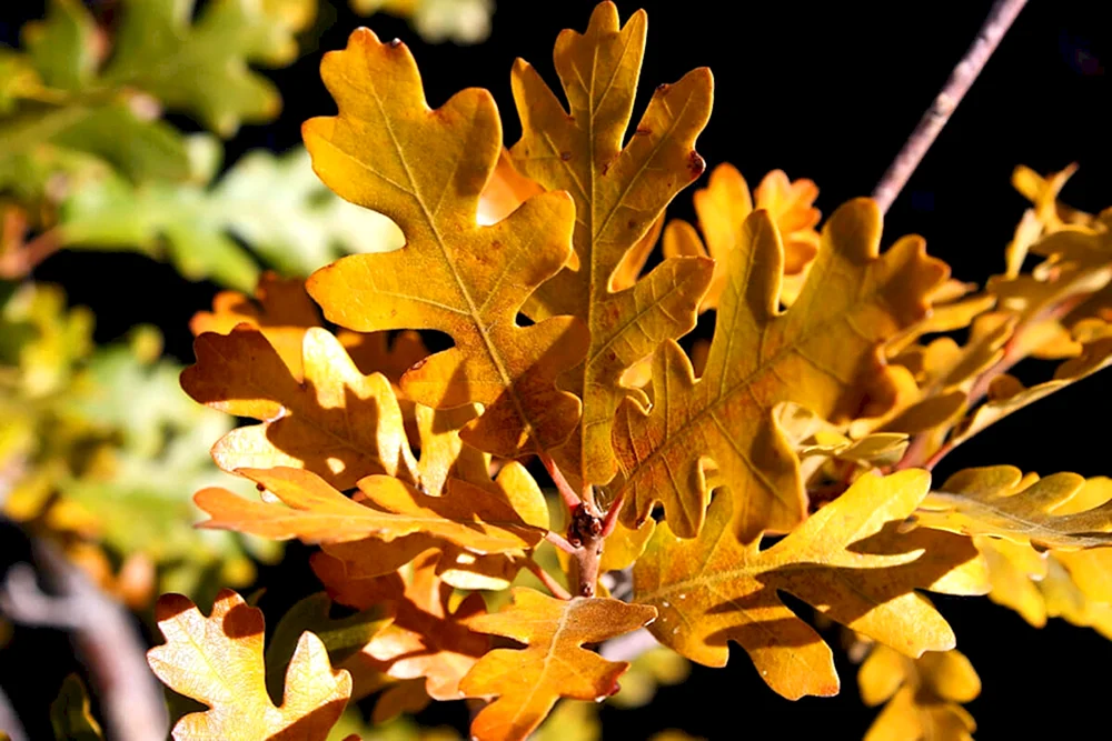 Herbst Eichenblatt