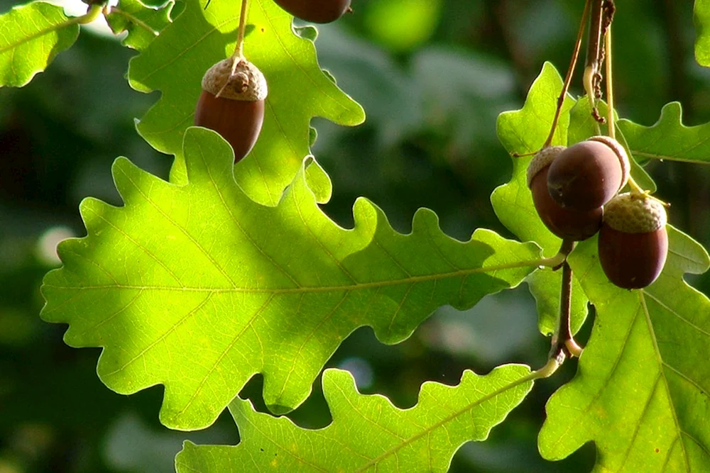 Eichenblatt im Herbst