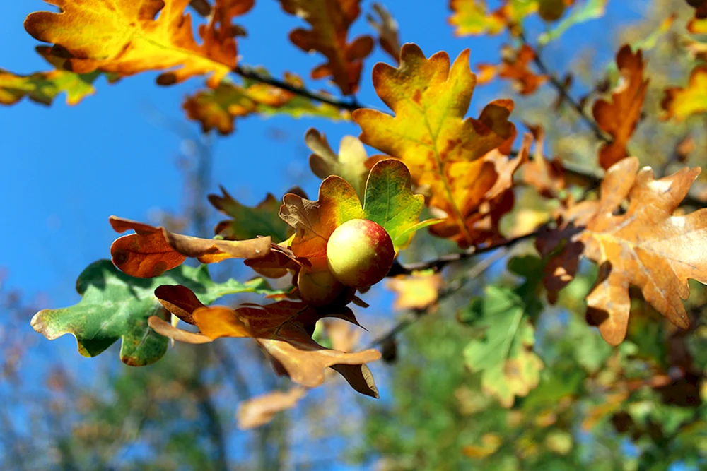 Eichenblatt im Herbst