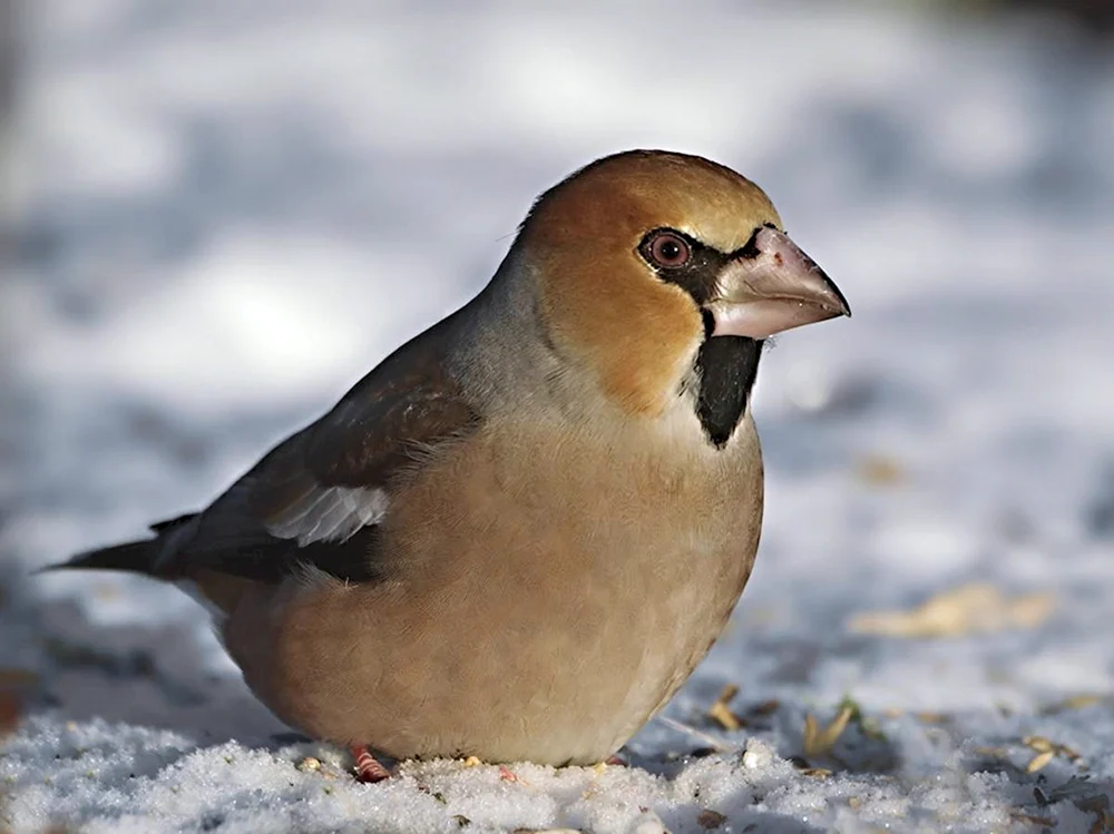 Rotkopf-Wasseramsel